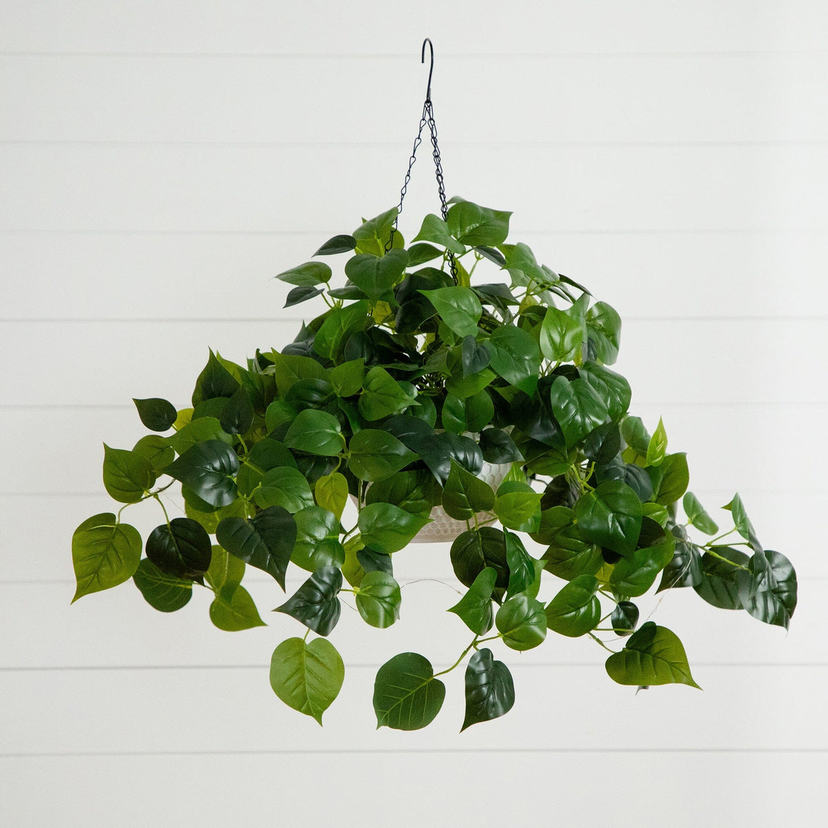 a plant in a pot