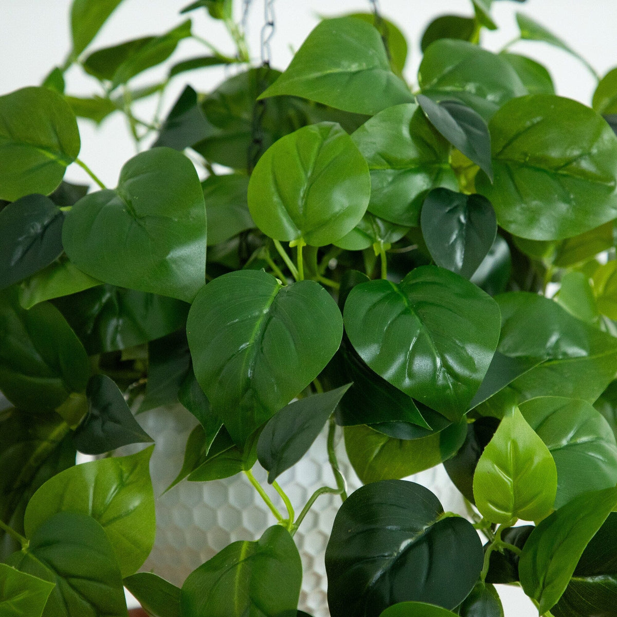 a close up of a plant