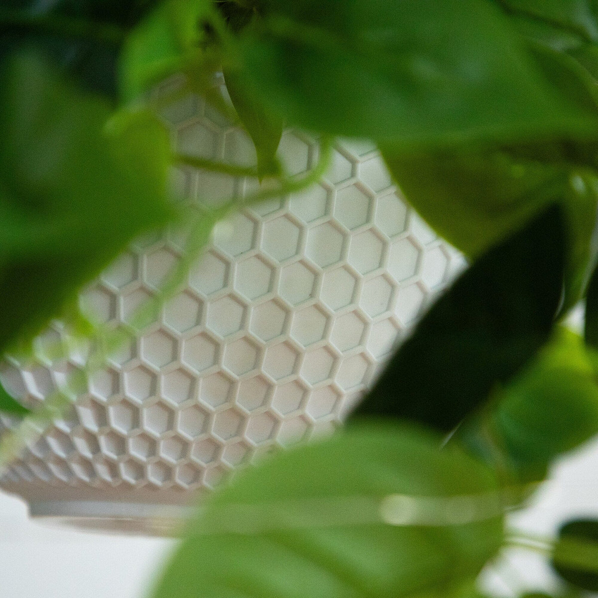 a close up of a plant