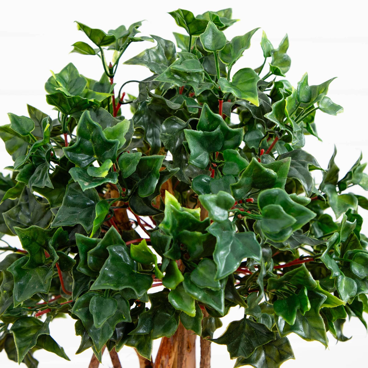 a green plant with red stems