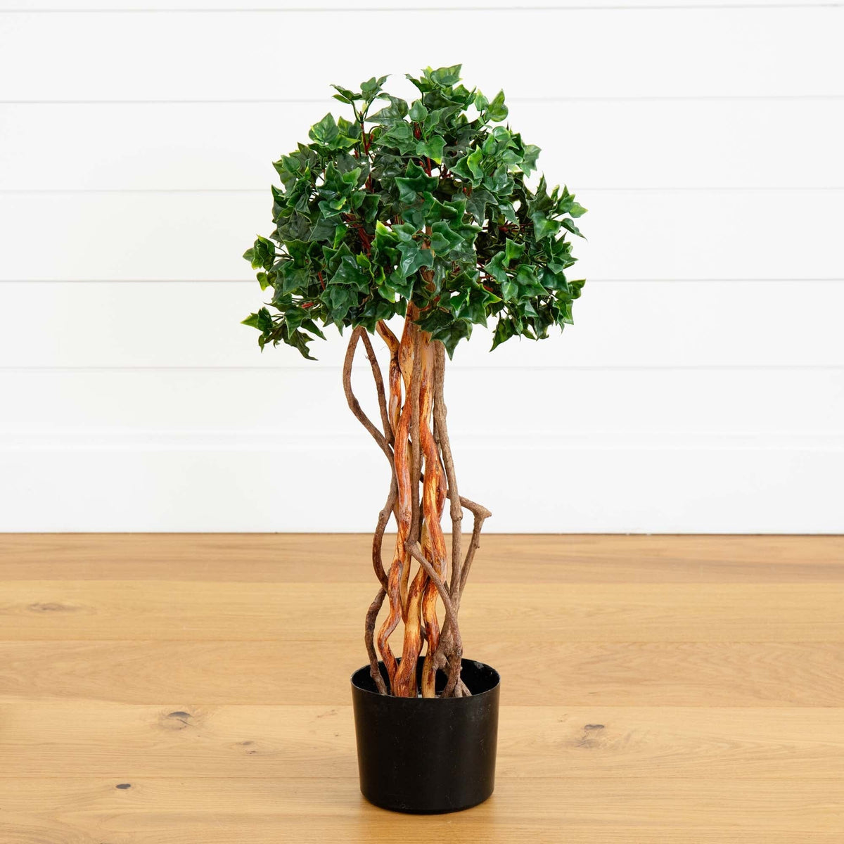 a plant in a pot