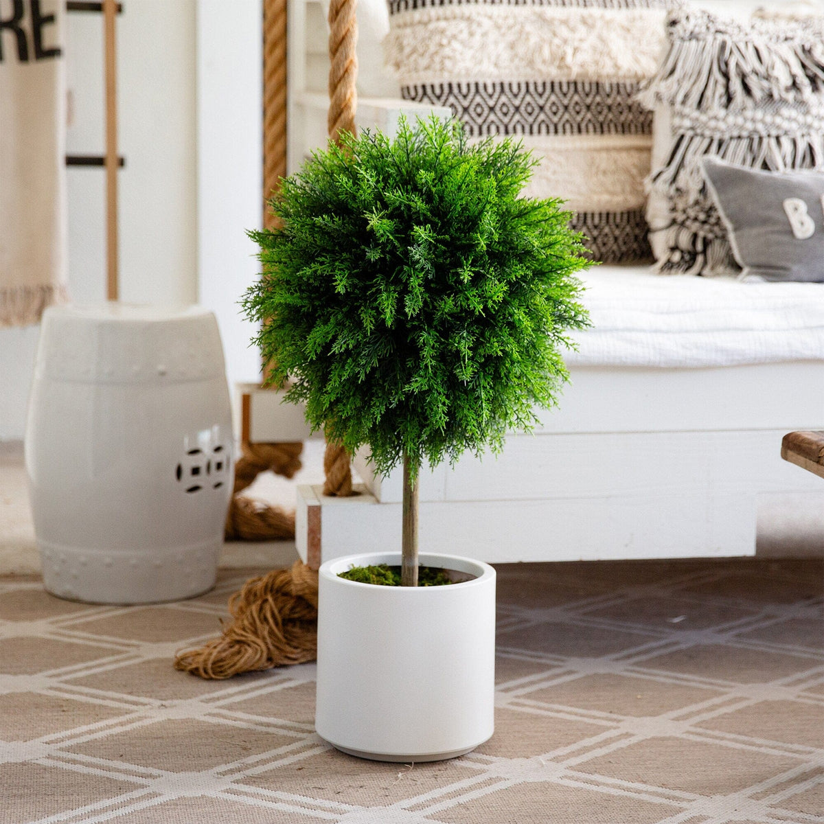 a plant in a pot