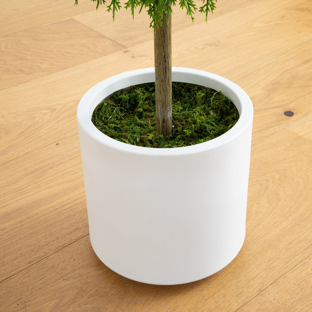 a plant in a pot
