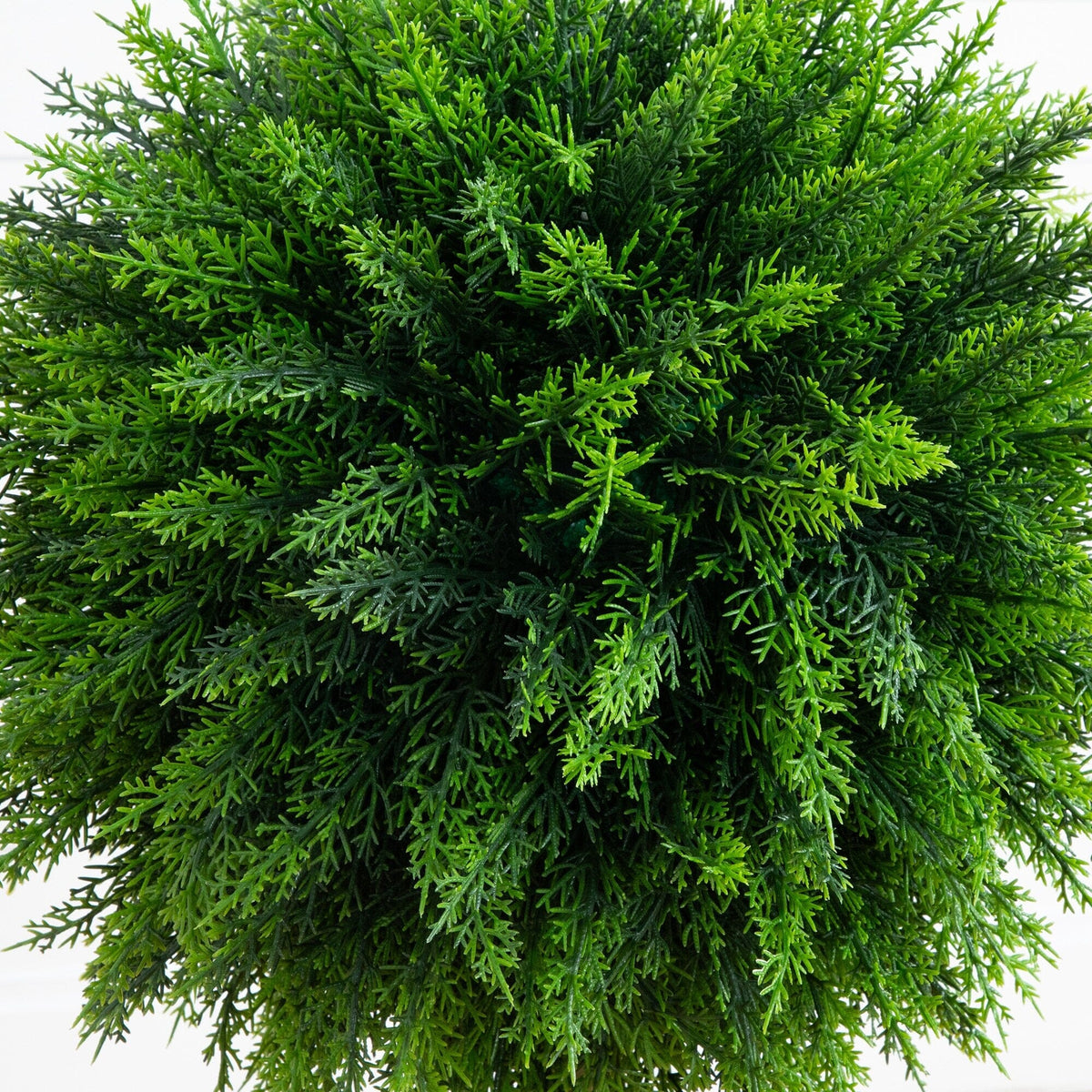 a green plant with many leaves