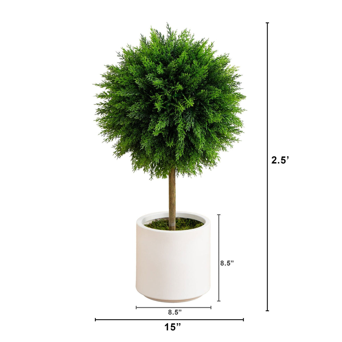a small tree in a white pot