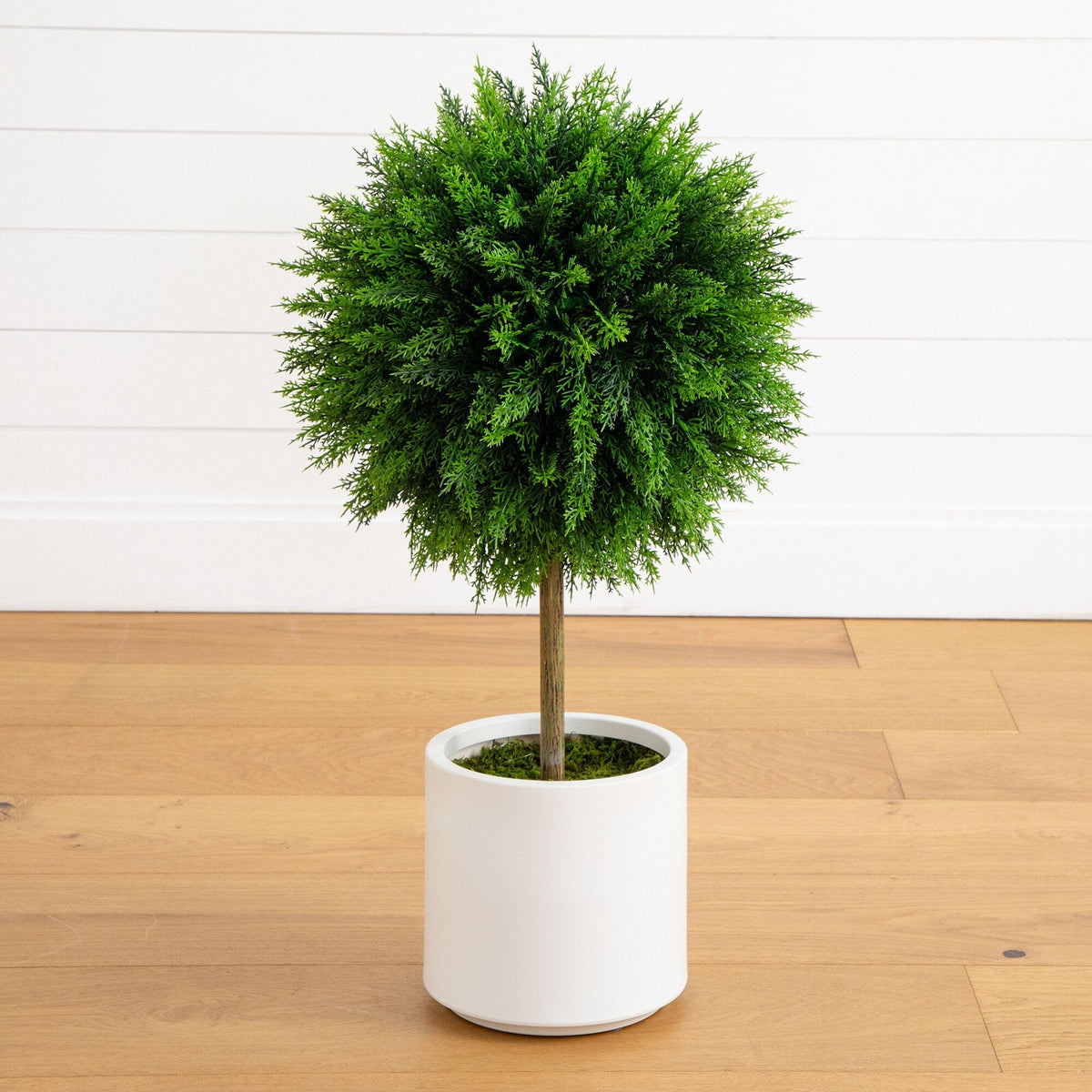 a potted plant in a white pot