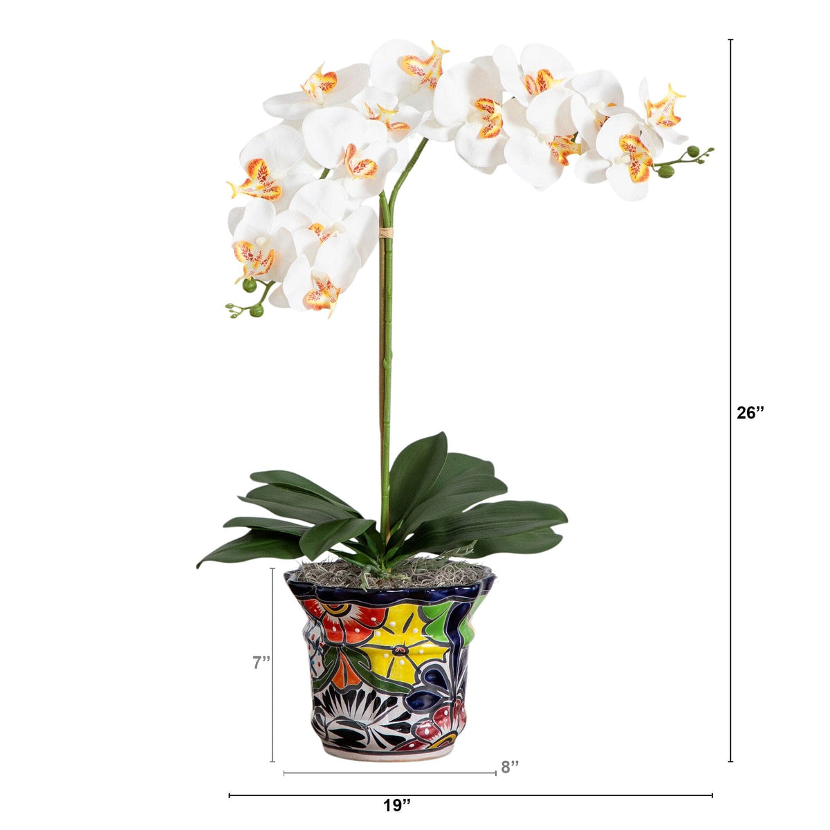 a plant with white flowers in a colorful pot