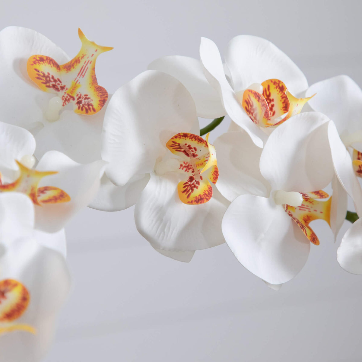 a close up of white flowers