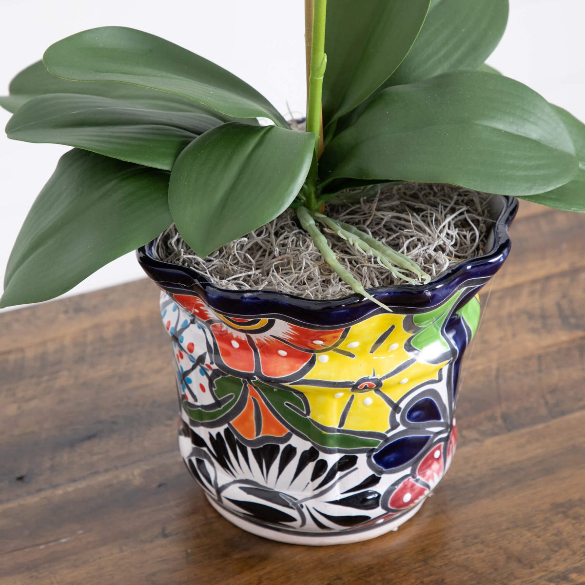 a plant in a colorful pot