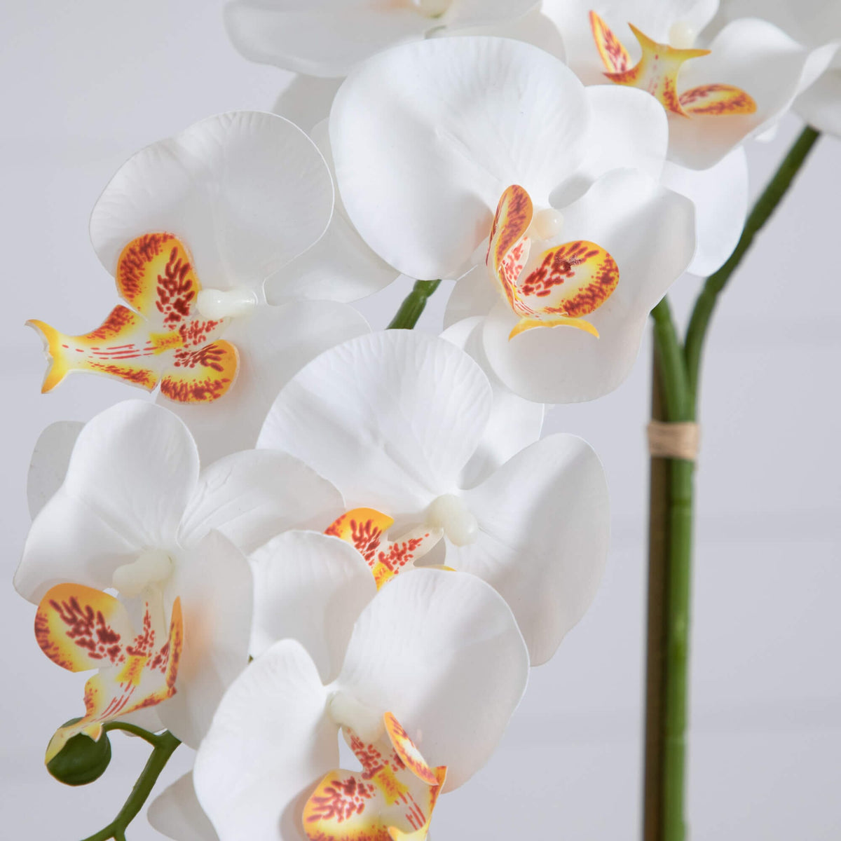 a close up of white flowers