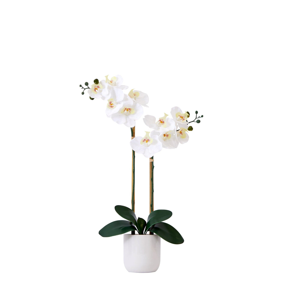 a white flower in a pot