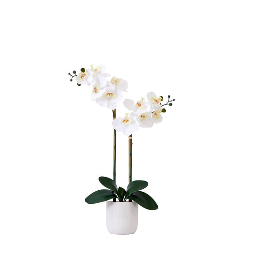 a white flower in a pot