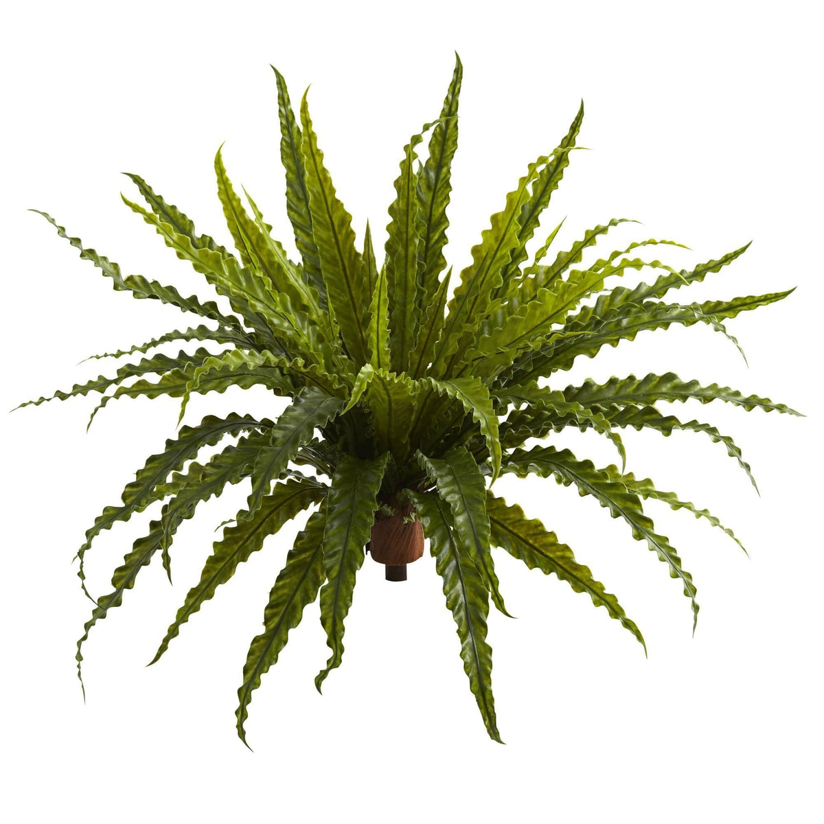 a green plant with long leaves