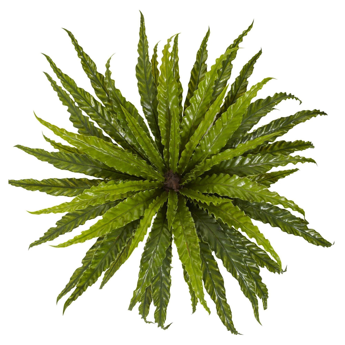 a green plant with long leaves