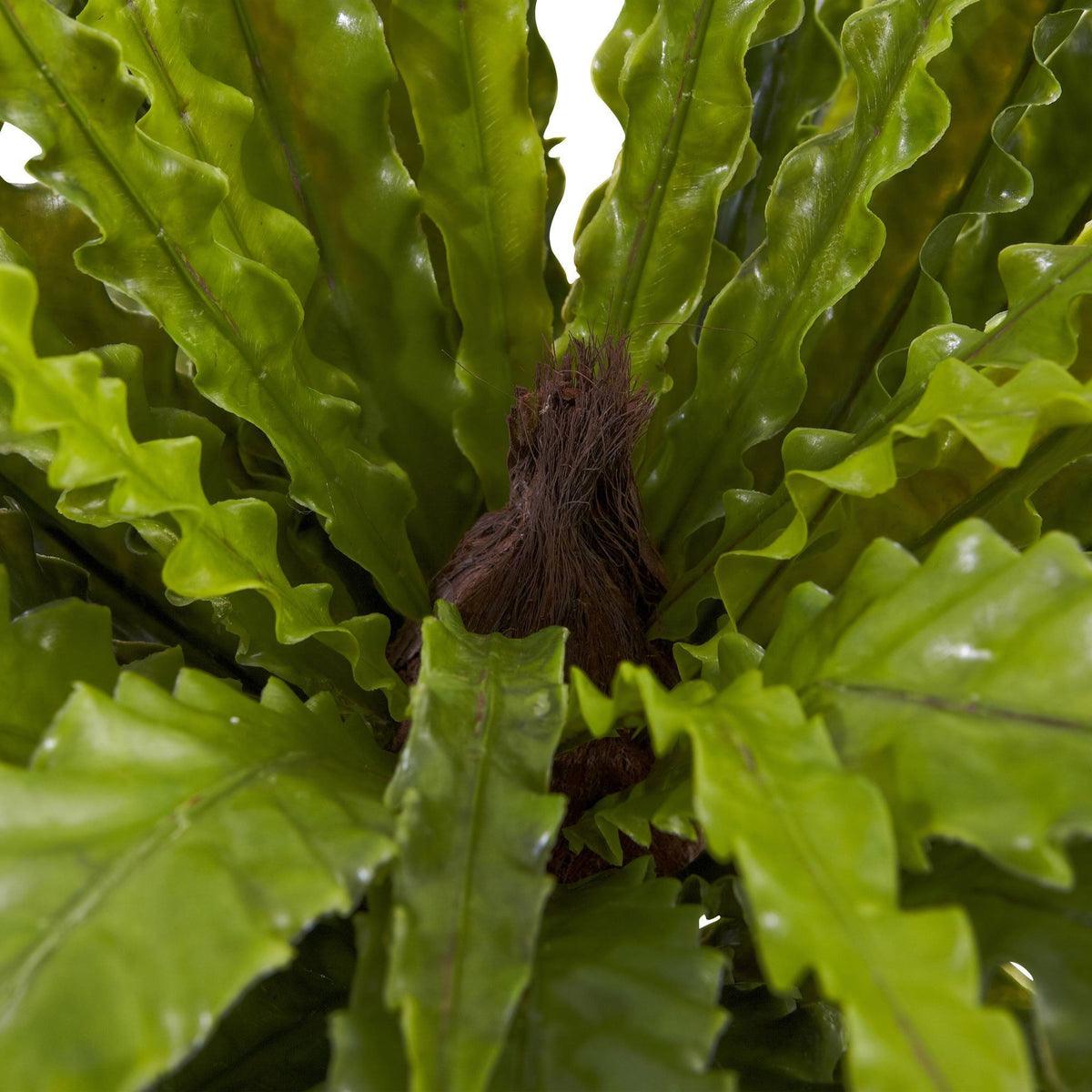 a close up of a plant