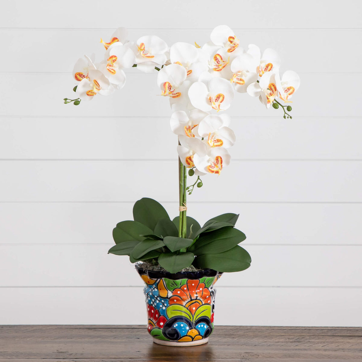 a white orchid in a pot