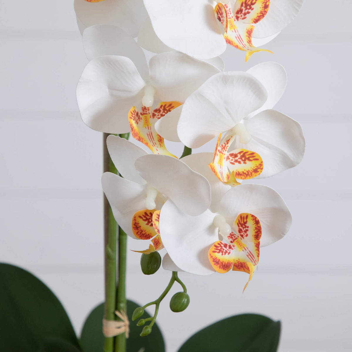 a white and yellow orchids