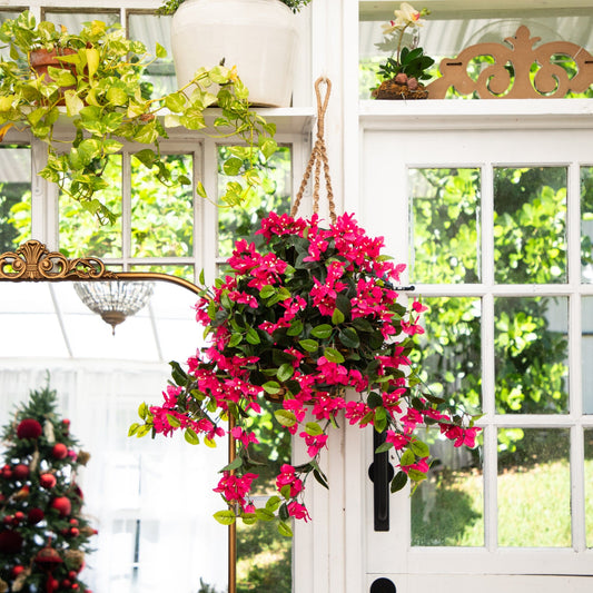a potted flowers from a door