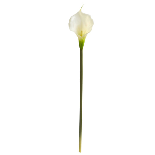 a white flower on a stem