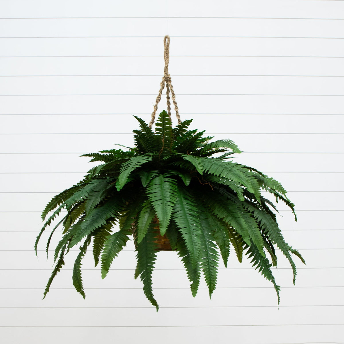 a plant from a rope