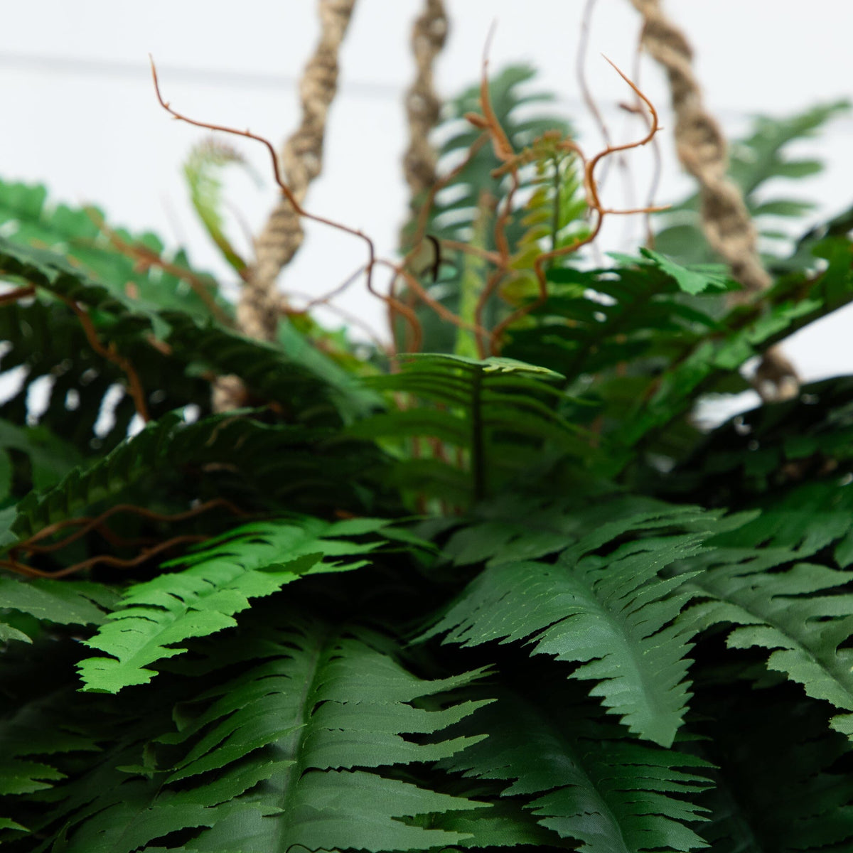 a close up of a plant