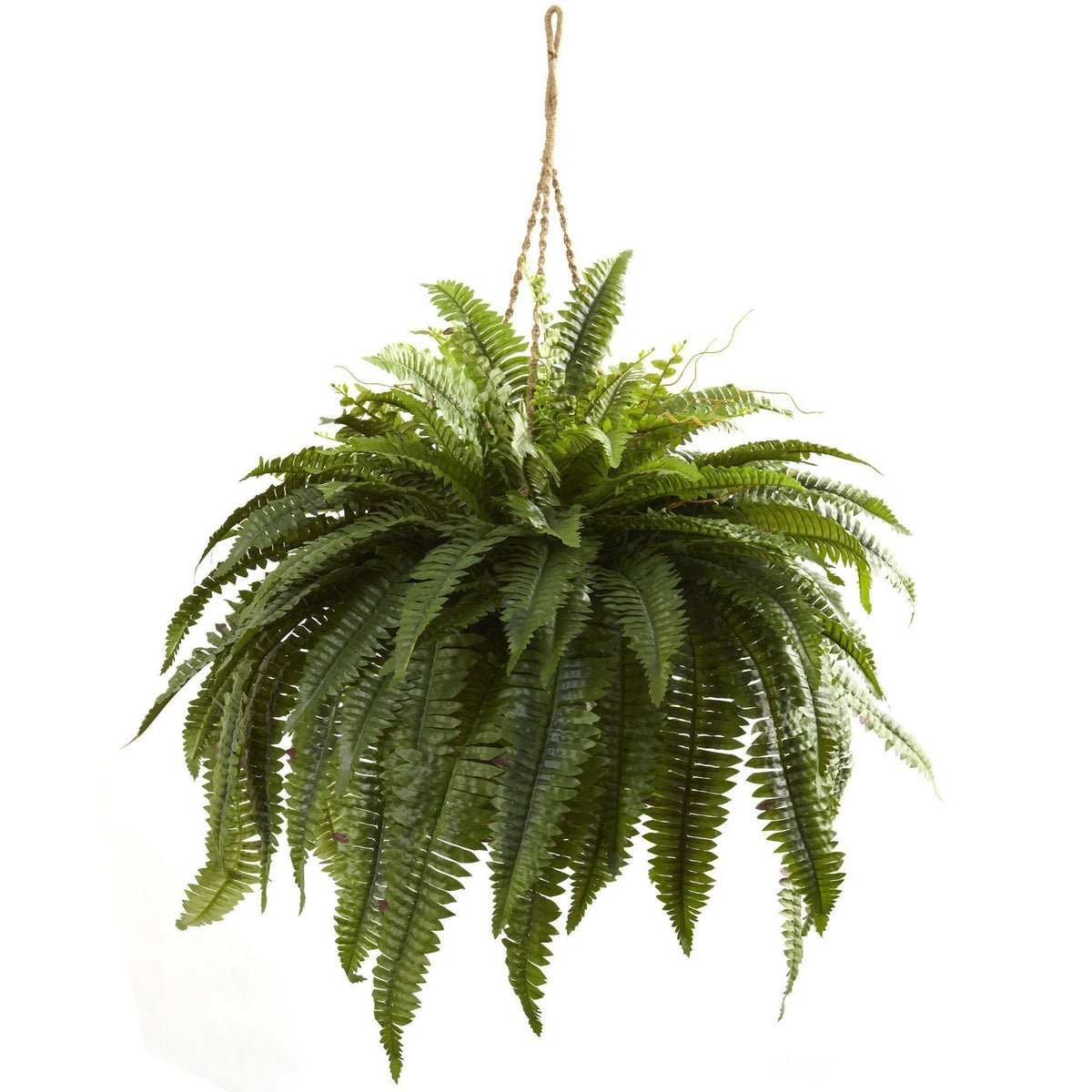 a green plant from a rope