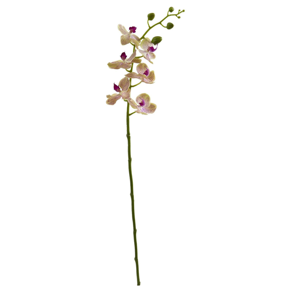 a close up of a flower