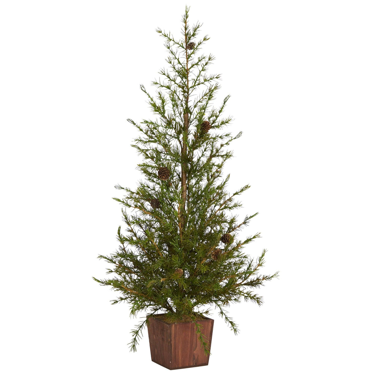 a tree in a pot