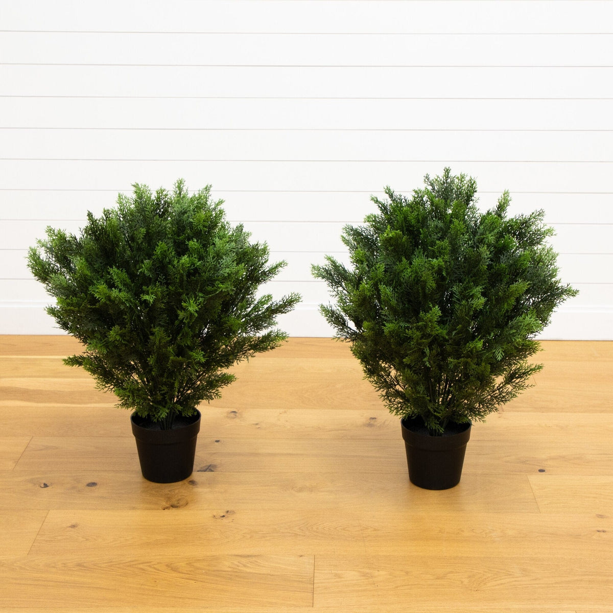two potted plants on a wood floor