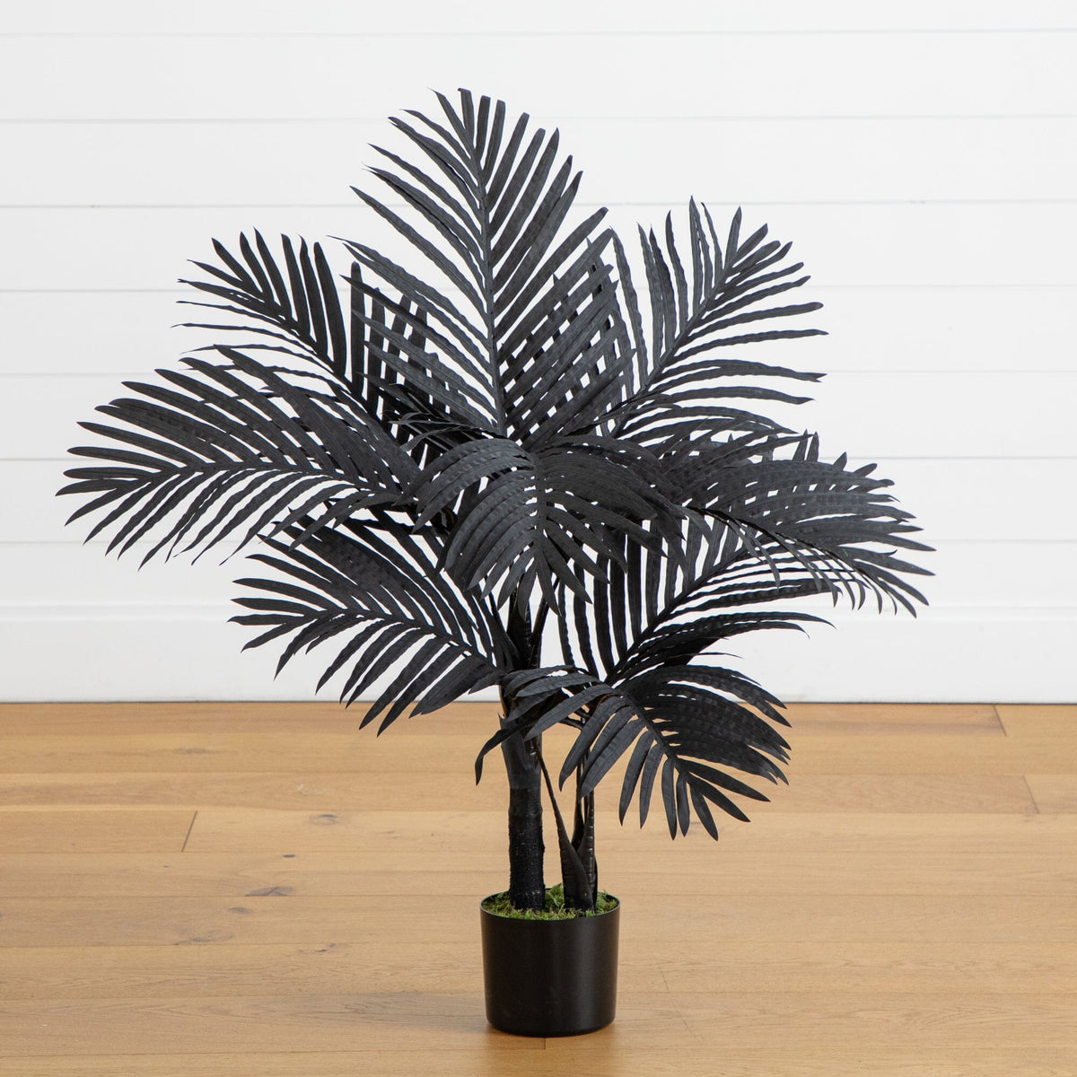 a black plant in a pot
