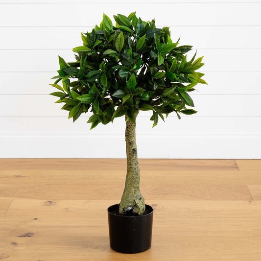 a small tree in a pot