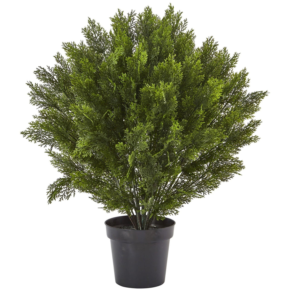 a potted plant with green leaves