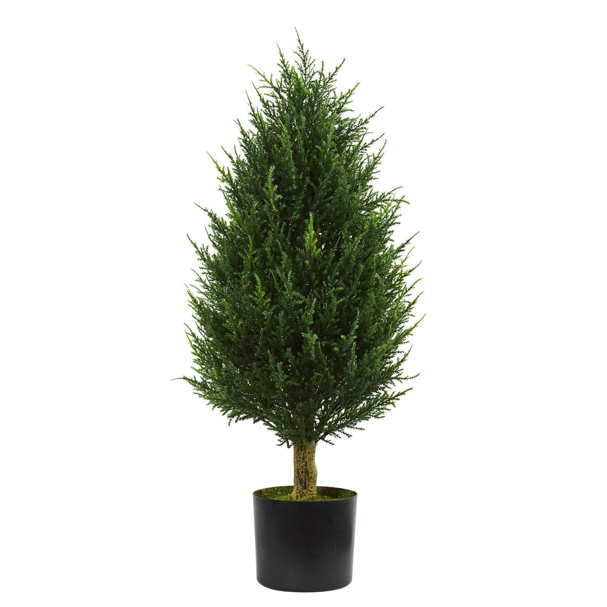 a tree in a pot