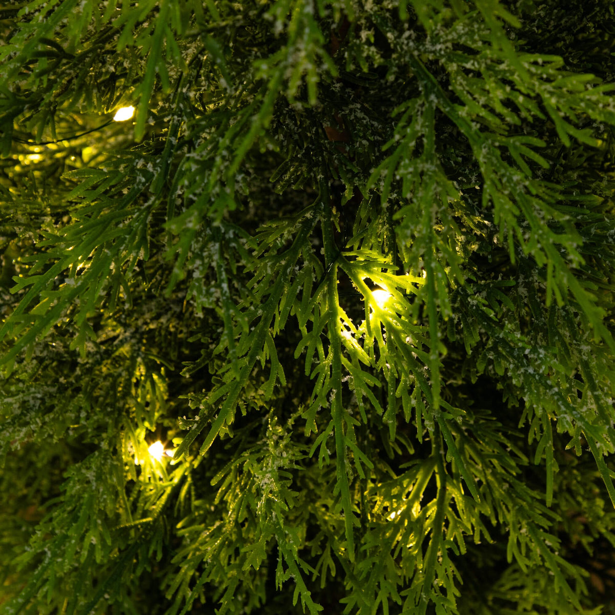 a close up of a tree with lights