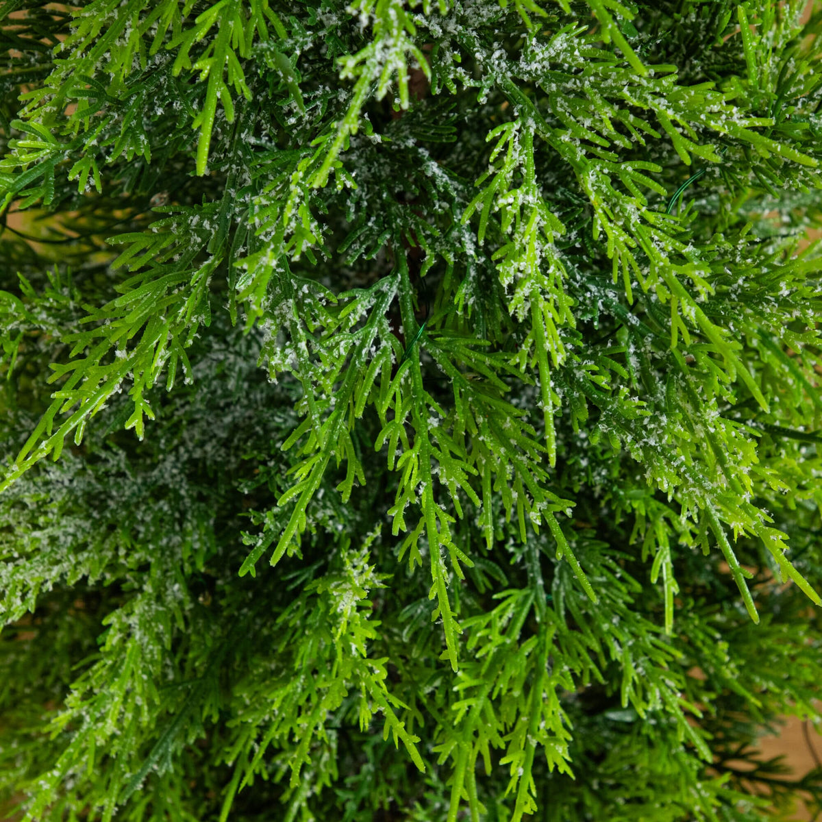 a close up of a green plant