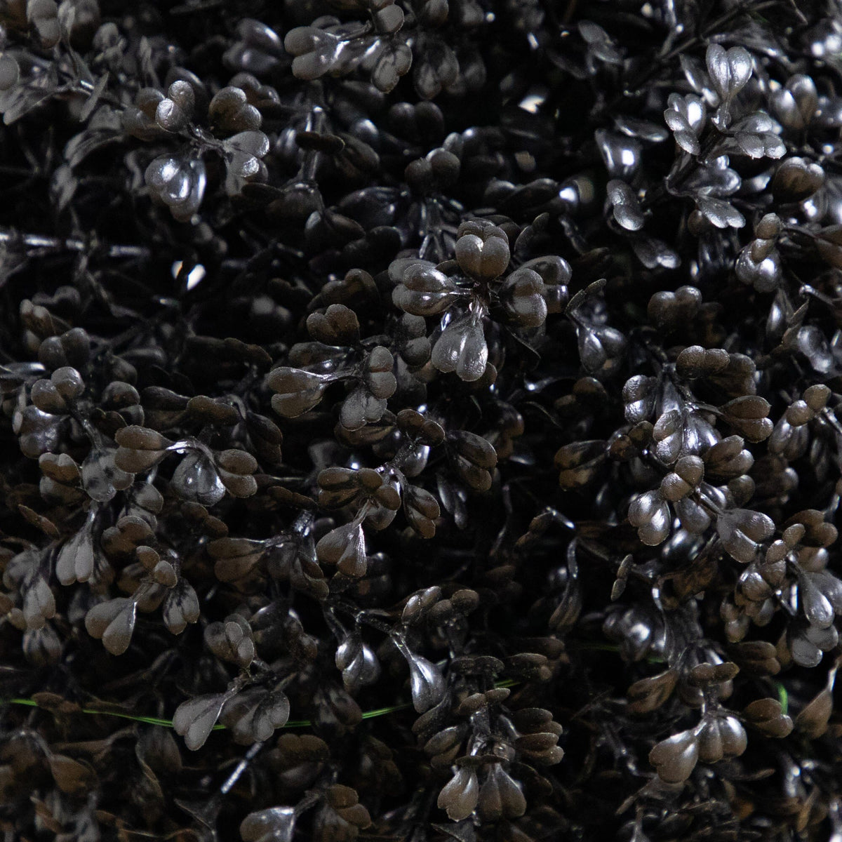 a close up of a plant