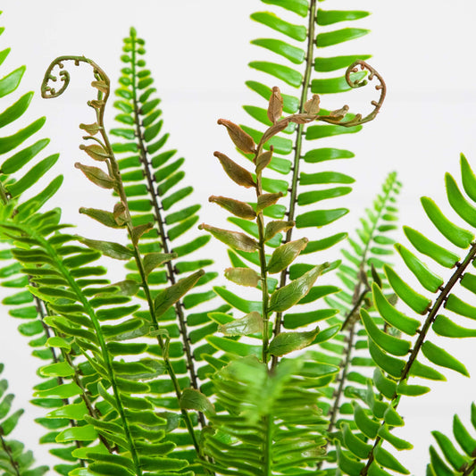 3-ft UV Resistant Artificial Real Touch Boston Fern Potted Plant (Indoor/Outdoor)