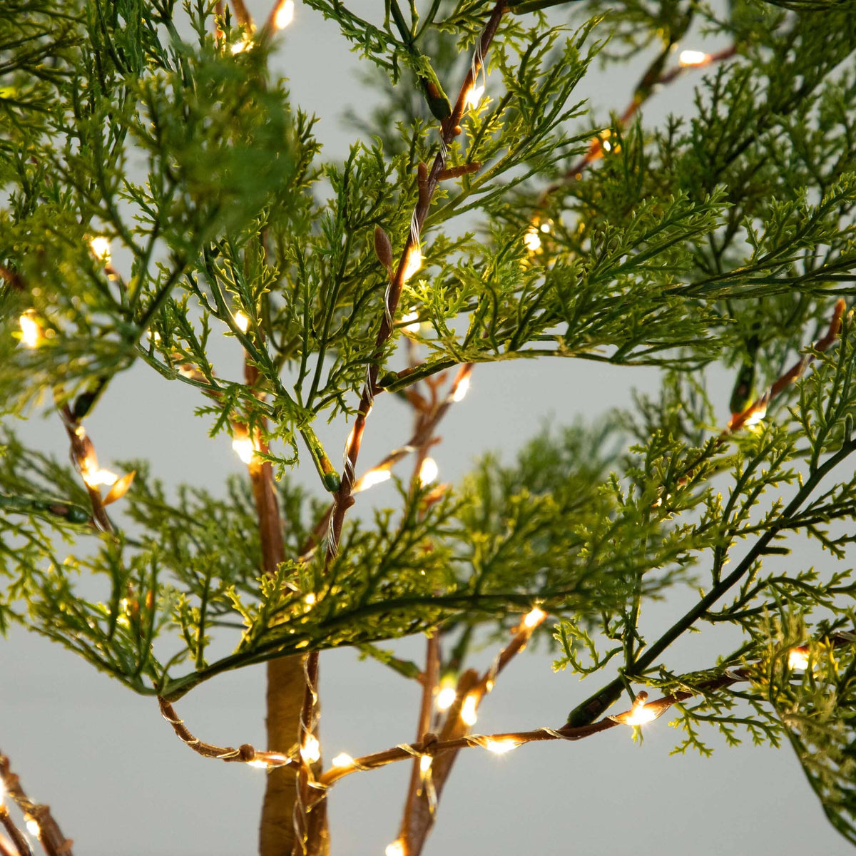 a tree with lights on it