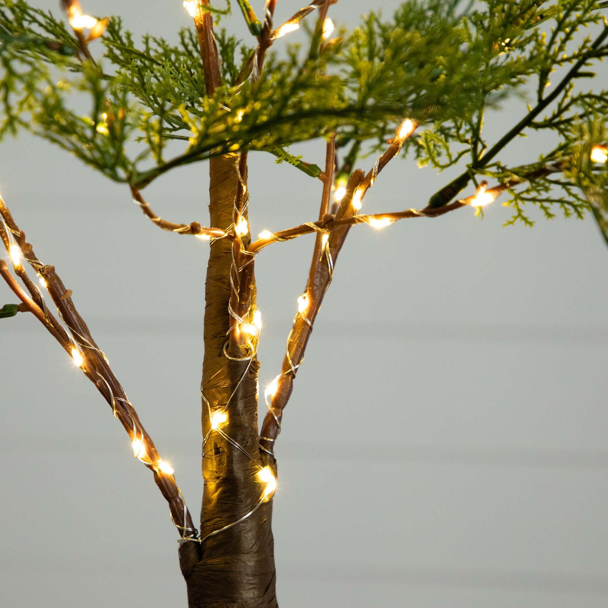 a tree with lights on it