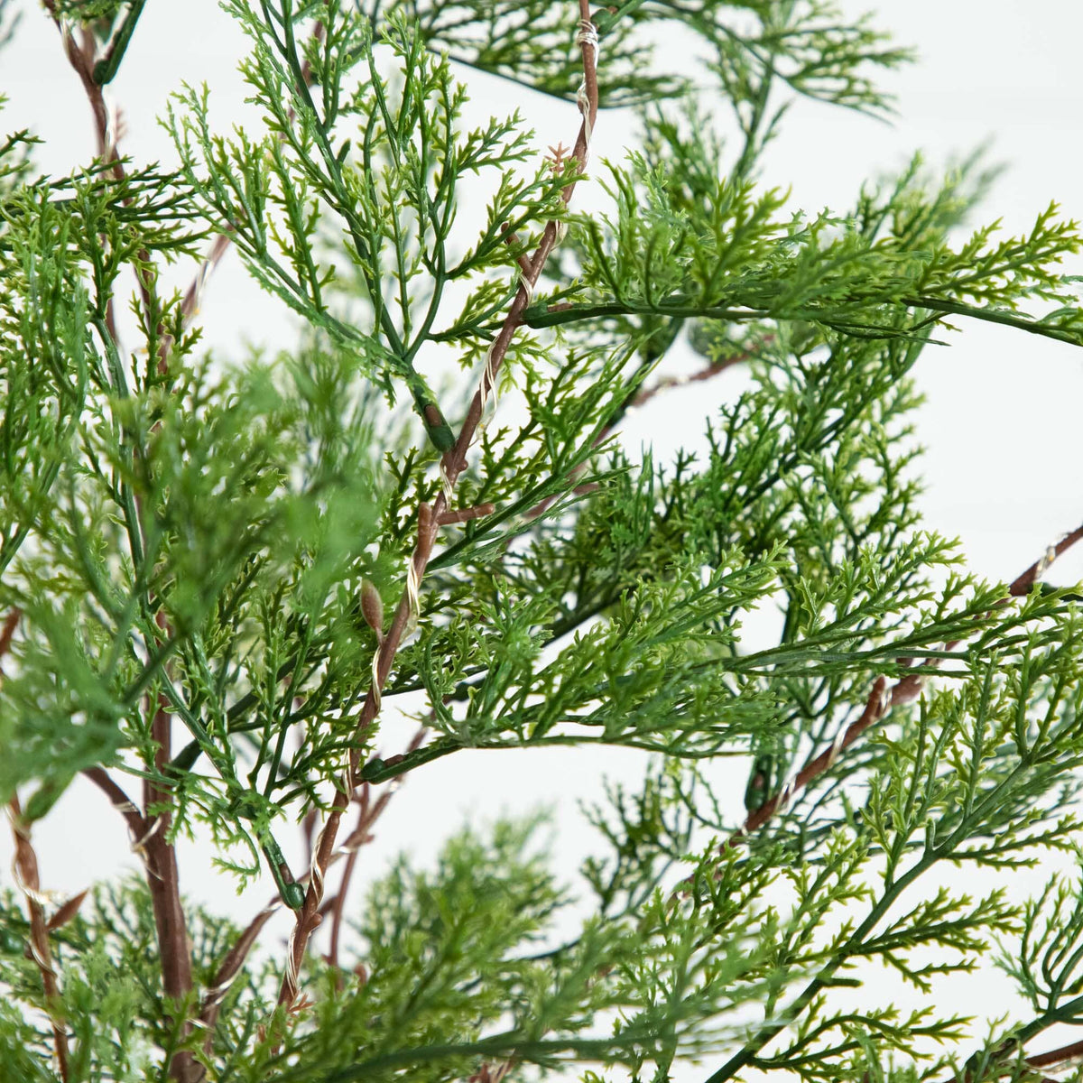 a close up of a plant