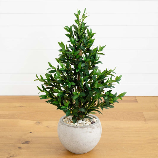 a potted plant on a wood floor