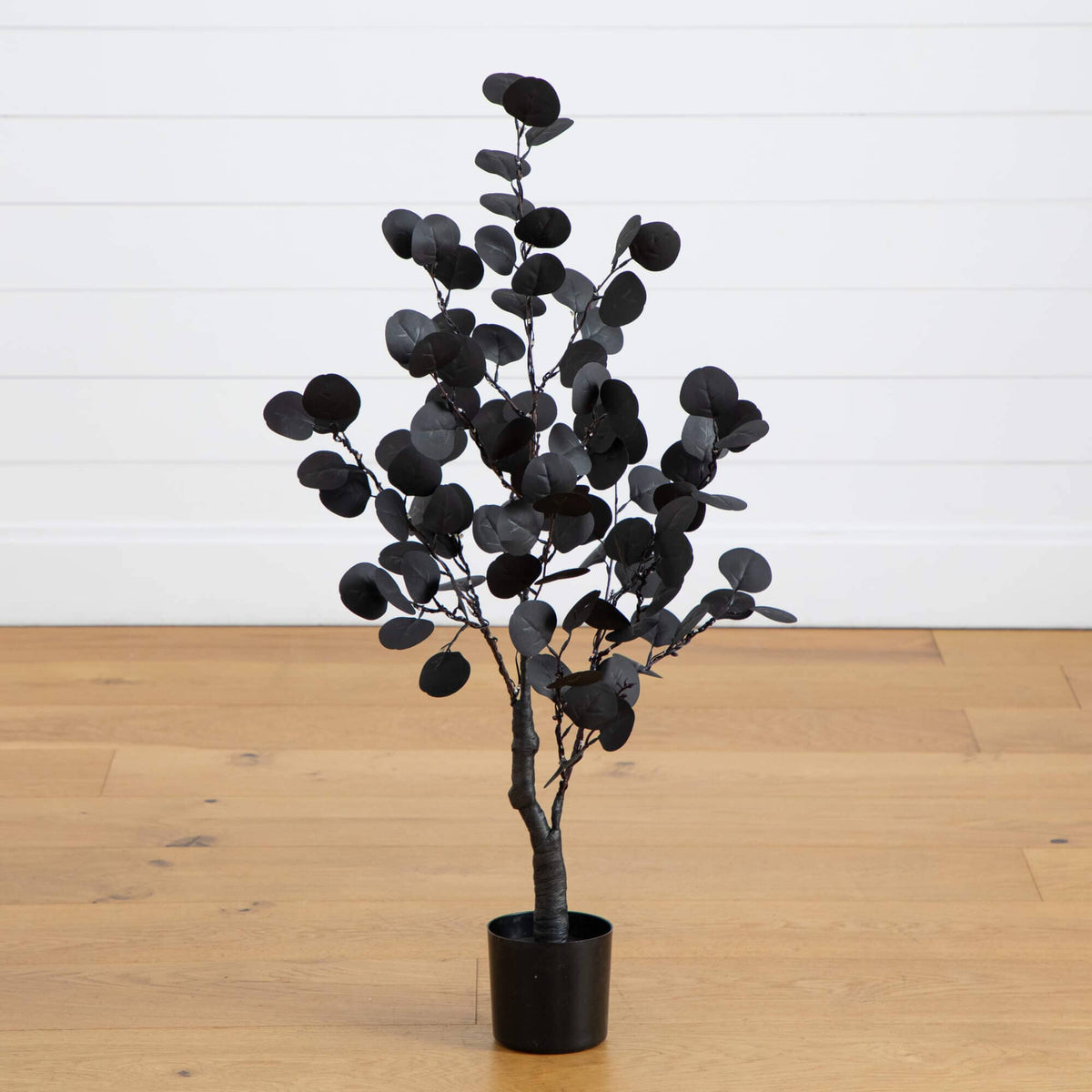 a black plant in a pot