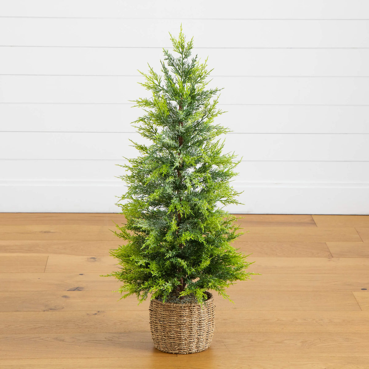 a small tree in a pot