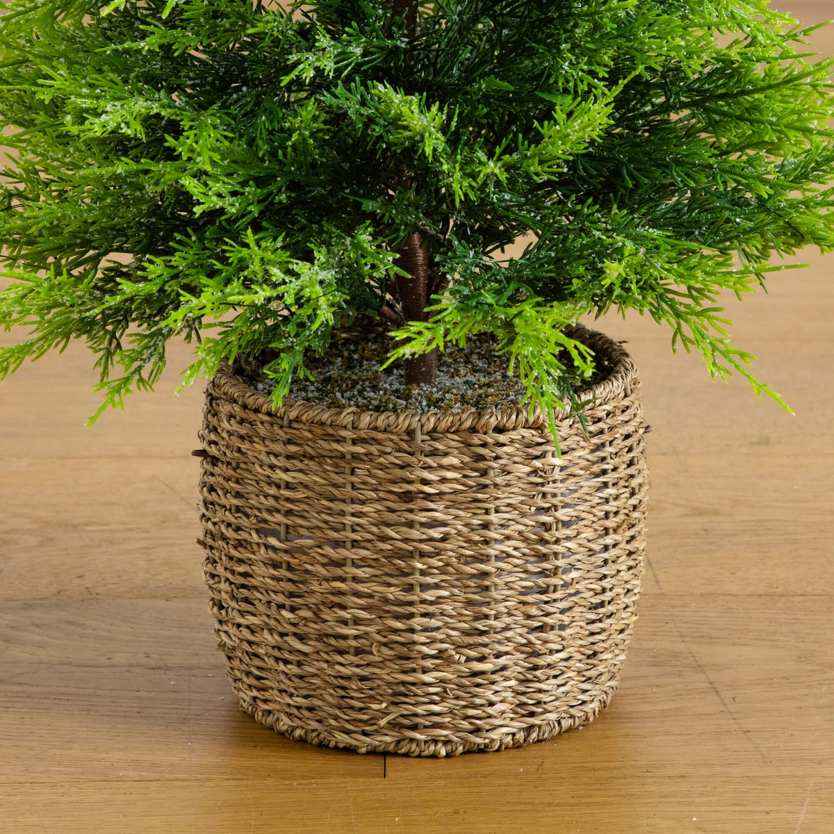 a potted plant on a wood floor