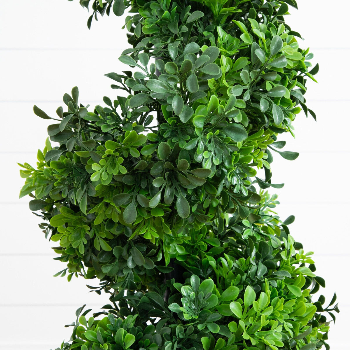 a green plant with leaves