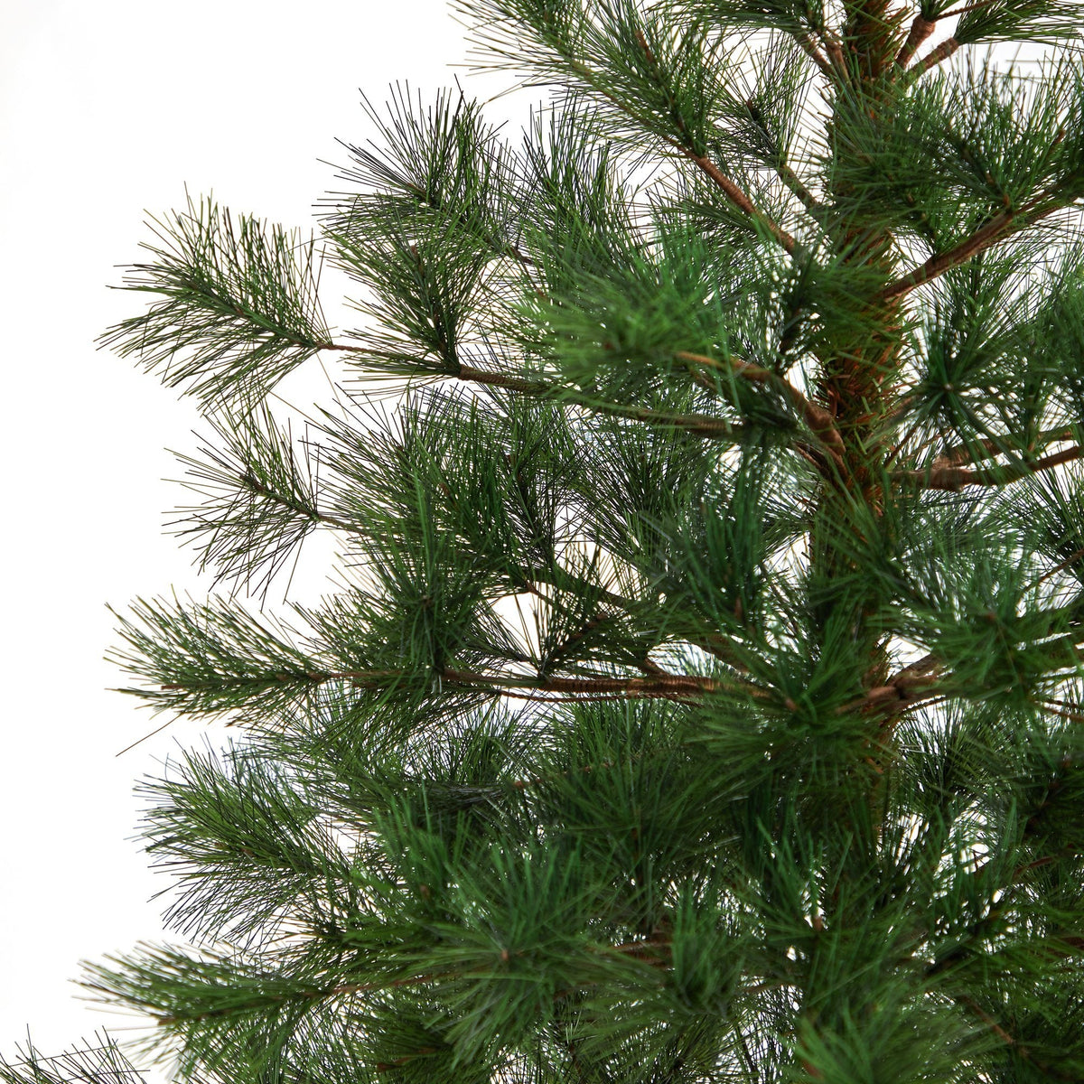 a close up of a tree