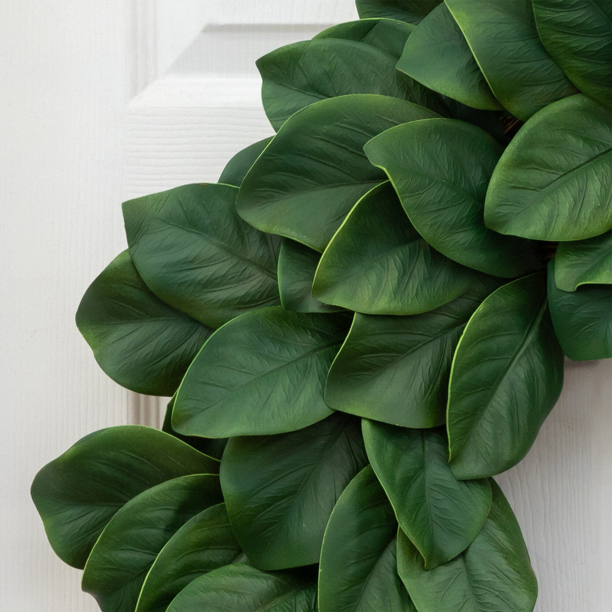 a close up of a plant
