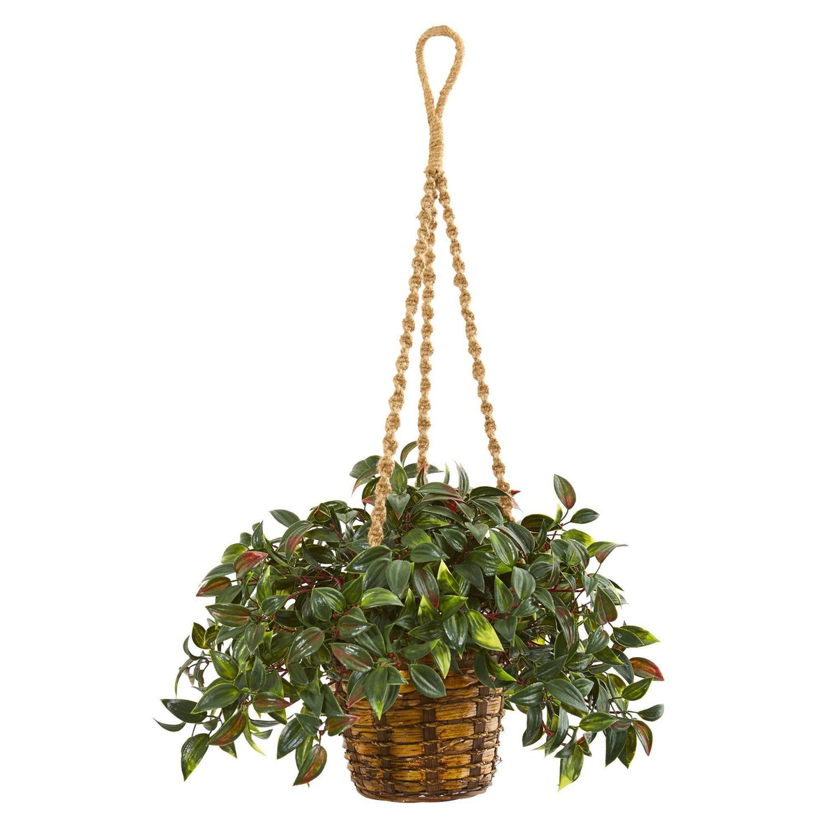 a plant in a basket
