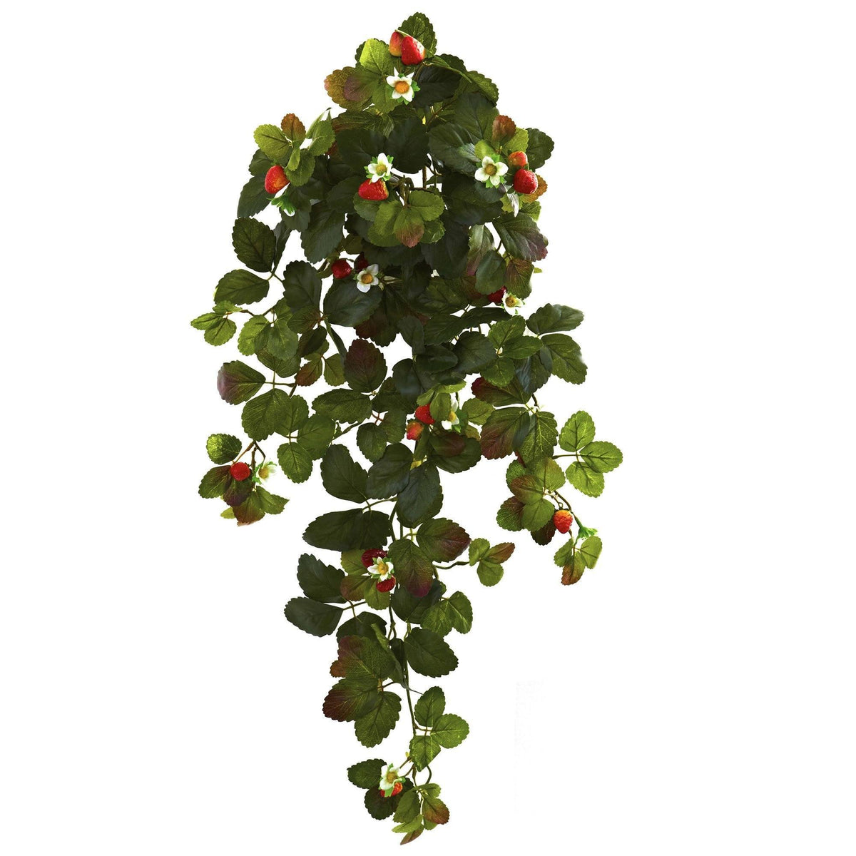 a plant with red berries