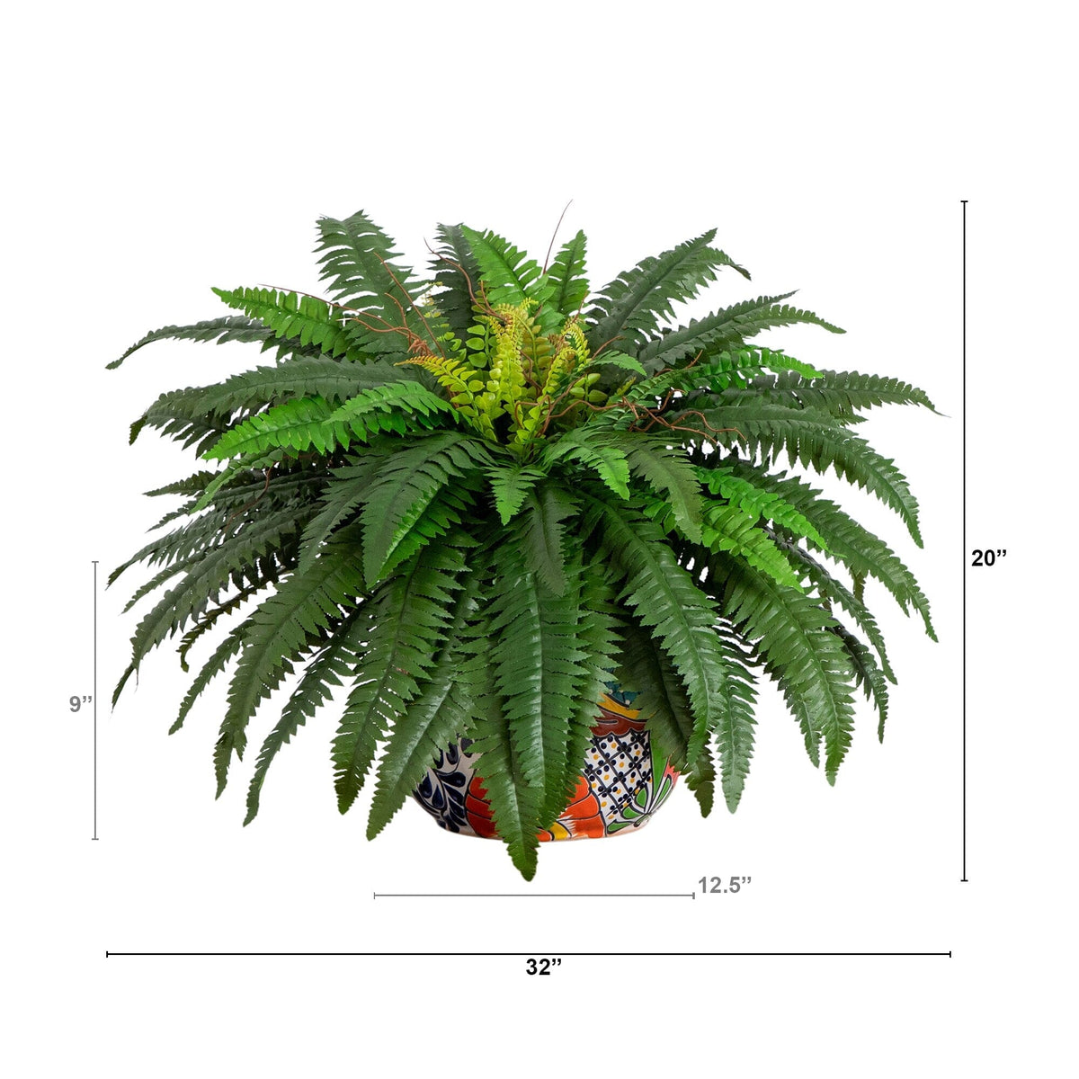 a plant with a height of the size of it